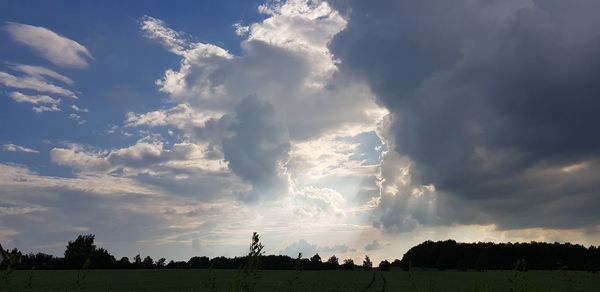 Low angle view of trees on field against sky