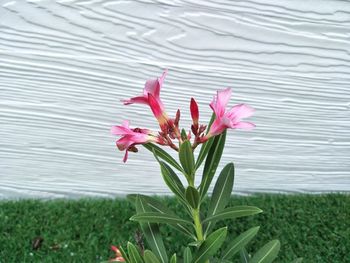 Close-up of pink flowering plant