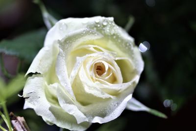 Close-up of white rose