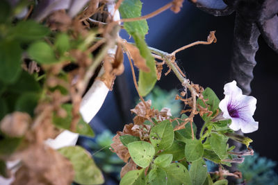 Close-up of flower on plant