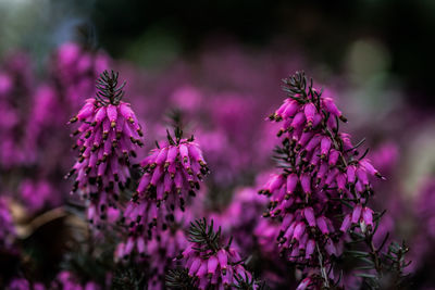 Close-up of pink flowers against sky