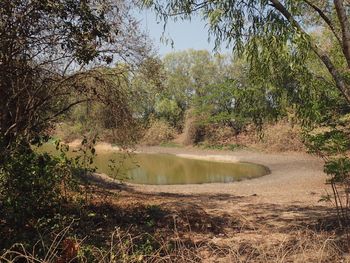 Scenic view of lake in forest against clear sky