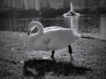 View of swan on lakeshore