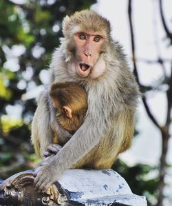 Portrait of monkey sitting on tree