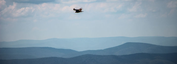 Bird flying over mountain against sky