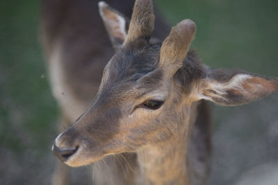 Close-up of deer