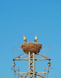 Low angle view of birds perching on nest against clear sky