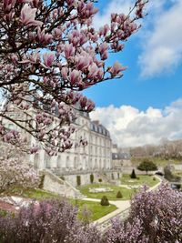 Cherry blossoms against sky