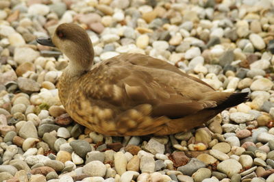 Bird on rock