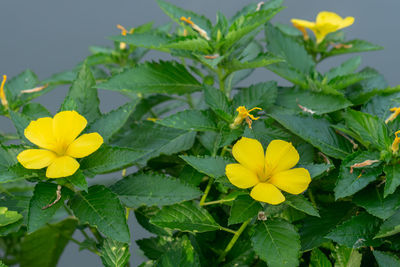 Close-up of yellow flowering plant