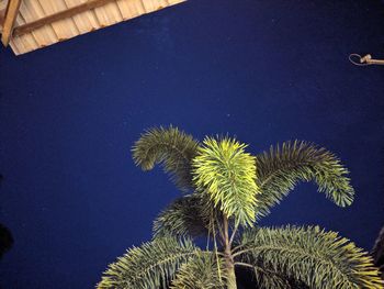 High angle view of plants against blue sky