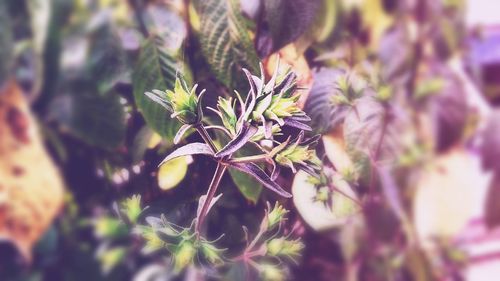 Close-up of flowers