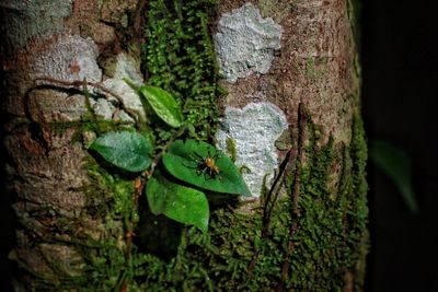 Close-up of leaf on tree trunk in forest