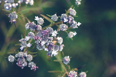 Close-up of purple flowers