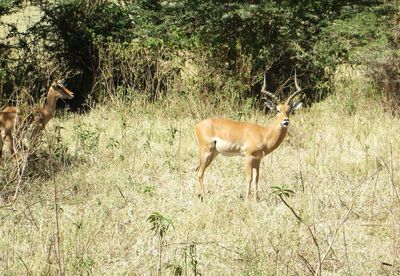 Deer on grass against trees