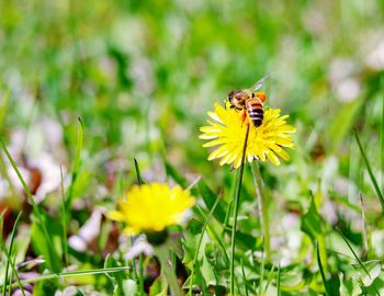 Close-up of bee pollinating on yellow flower