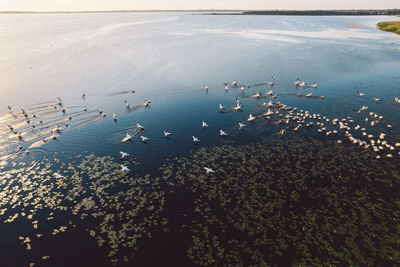 High angle view of birds on beach