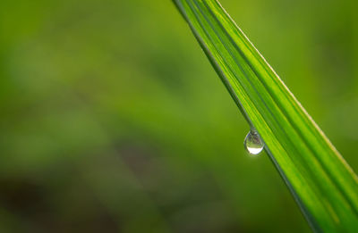 Close-up of raindrops on plant