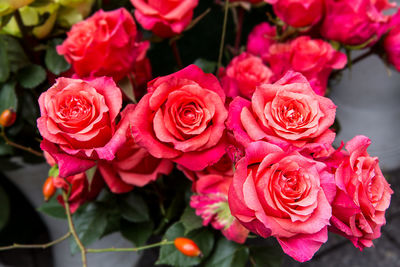 High angle view of pink roses