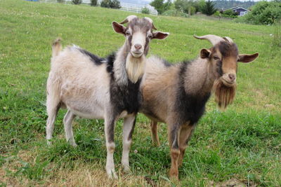 Portrait of sheep standing in farm