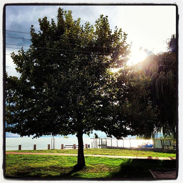 tree, transfer print, sunlight, grass, auto post production filter, building exterior, sun, park - man made space, sky, built structure, growth, architecture, sunbeam, lawn, shadow, city, road, nature, sunny, day