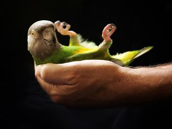 Close-up of hand holding bird against black background