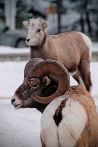 Close-up of sheep on field during winter