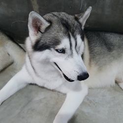 High angle view of dog on bed