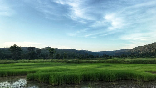 Scenic view of field against sky