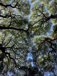 Low angle view of trees against sky