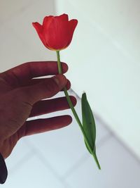 Close-up of hand holding red rose flower