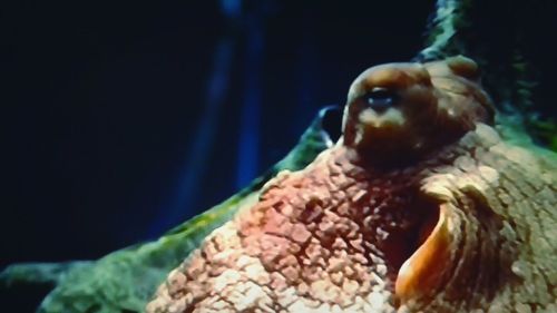 Close-up of turtle in aquarium
