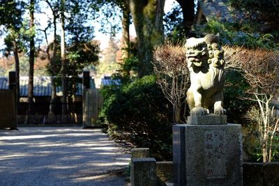 Plants growing on tree trunk