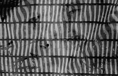 Close-up of bird in cage