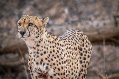 Close-up of cheetah standing in forest