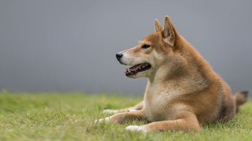 Side view of dog looking away on field