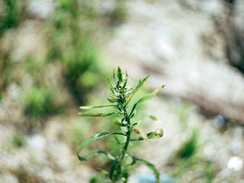 Close-up of plant