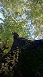 Trees in the forest