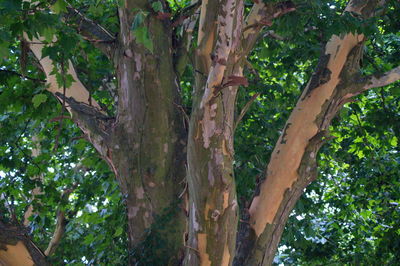 Low angle view of trees in forest