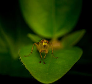 Close-up of insect on leaf