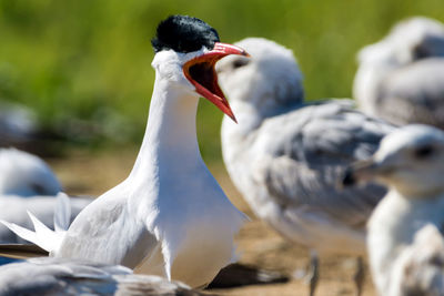 Close-up of swan