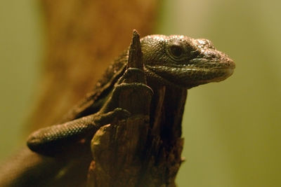 Close-up of a lizard