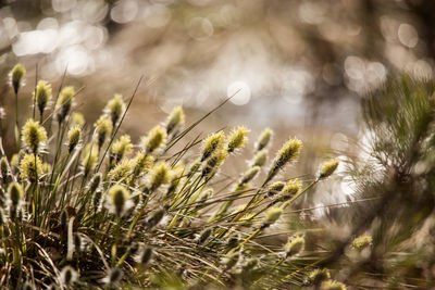 A beautiful cotton grass in a swamp in early spring