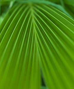 Full frame shot of palm leaves