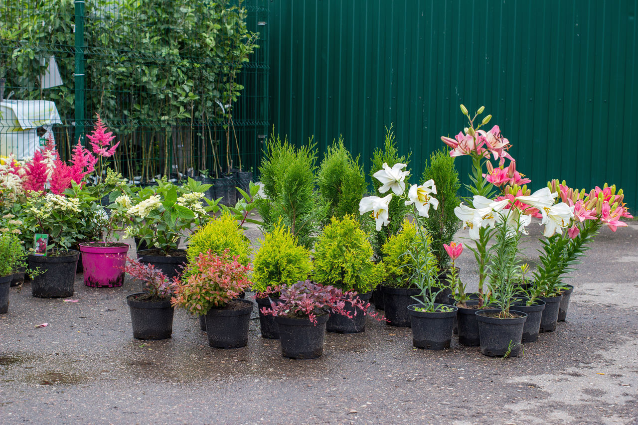 POTTED PLANTS IN POT