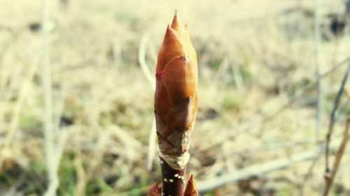 Close-up of plant against blurred background