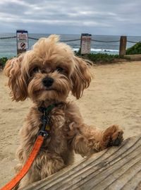 Dog on a walk by a cliff 