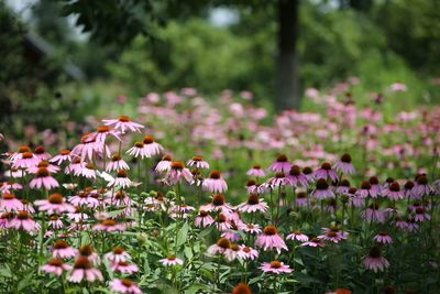 Close-up of pink flowering plants on field