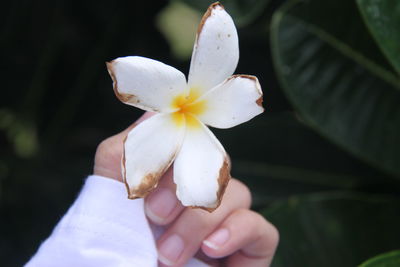 Cropped hand holding frangipani