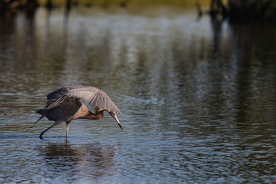 Bird in lake